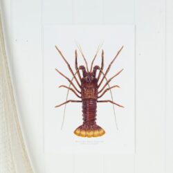 Western Rock Lobster Print